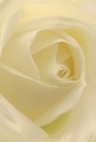 Step into the gentle embrace of this cream-white rose, arranged freshly by a Farnborough florist, where each petal spirals in an almost ethereal progression. The delicate, matte surface carries hints of moisture, as though lightly brushed by dawn's first breath over the town. Gentle light filters through, casting silken shadows between ivory folds and lending an inviting depth to the bloom-an echo of Farnborough's calm mornings. There is an atmosphere of serenity and quiet comfort, ideal for gestures of admiration, remembrance, or new beginnings so often celebrated within this welcoming community. The imagined fragrance is barely sweet, a subtle note underscoring the skill and intentionality with which each petal is placed. This close perspective captures not just the visual intricacies, but the underlying mood and emotion that come from gifting a locally crafted rose on the most meaningful of occasions-always a cherished element in the warmth of Farnborough's homes and hearts.